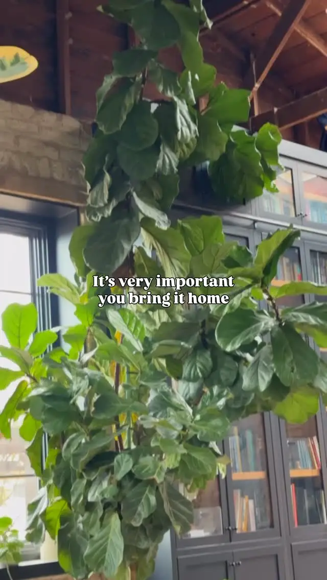 29 Gorgeous Fiddle Leaf Fig Living Room Ideas To Copy Now 18 fiddle leaf fig living room