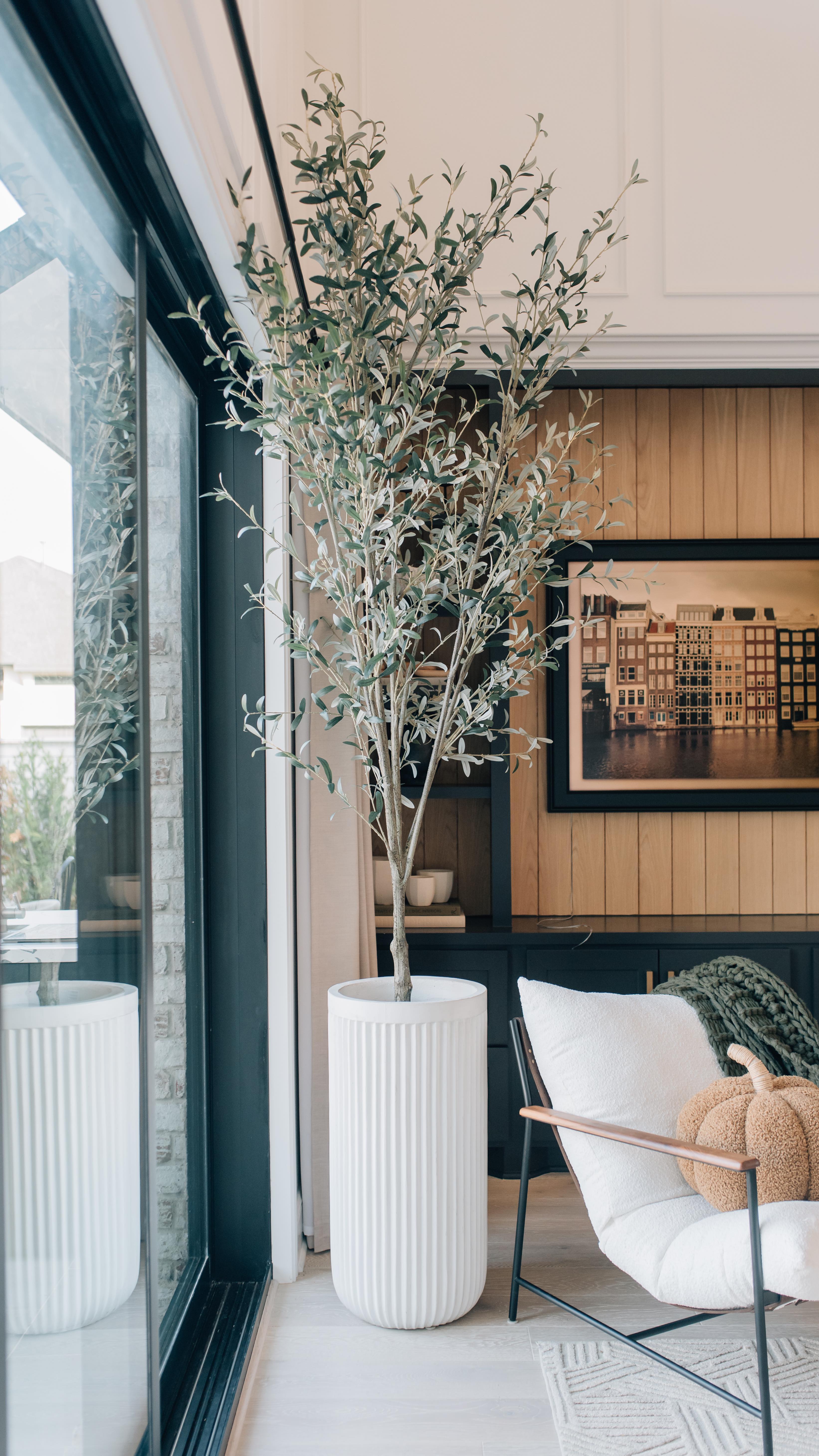 olive tree living room