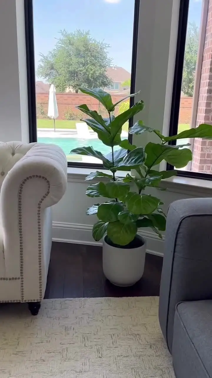 29 Gorgeous Fiddle Leaf Fig Living Room Ideas To Copy Now 14 fiddle leaf fig living room