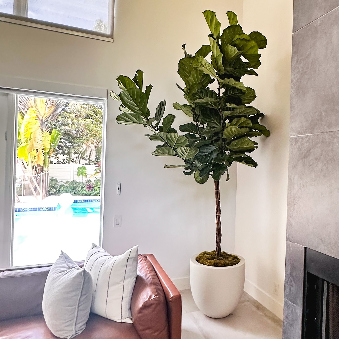 29 Gorgeous Fiddle Leaf Fig Living Room Ideas To Copy Now 5 fiddle leaf fig living room
