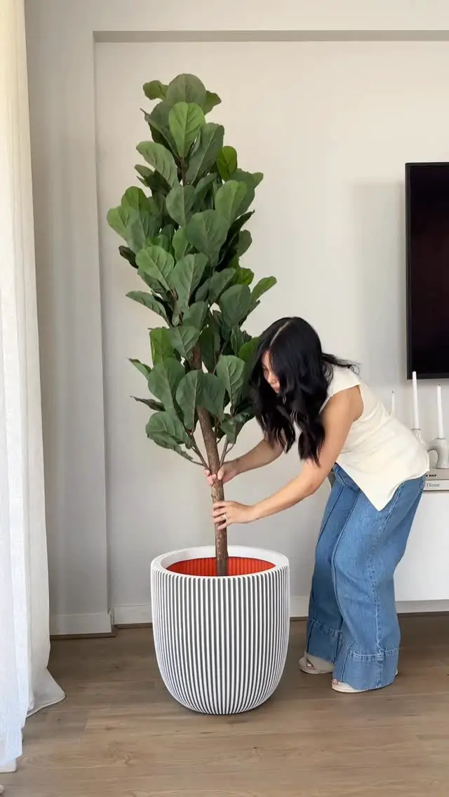 29 Gorgeous Fiddle Leaf Fig Living Room Ideas To Copy Now 19 fiddle leaf fig living room