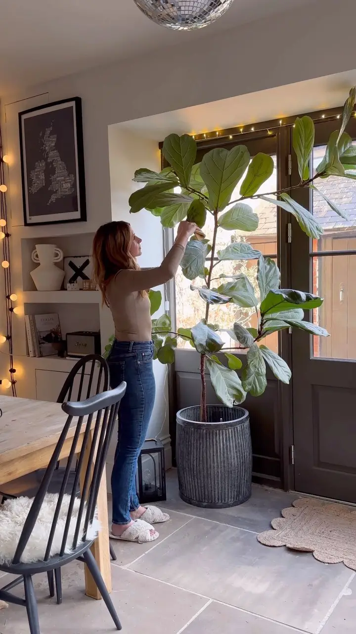 29 Gorgeous Fiddle Leaf Fig Living Room Ideas To Copy Now 9 fiddle leaf fig living room