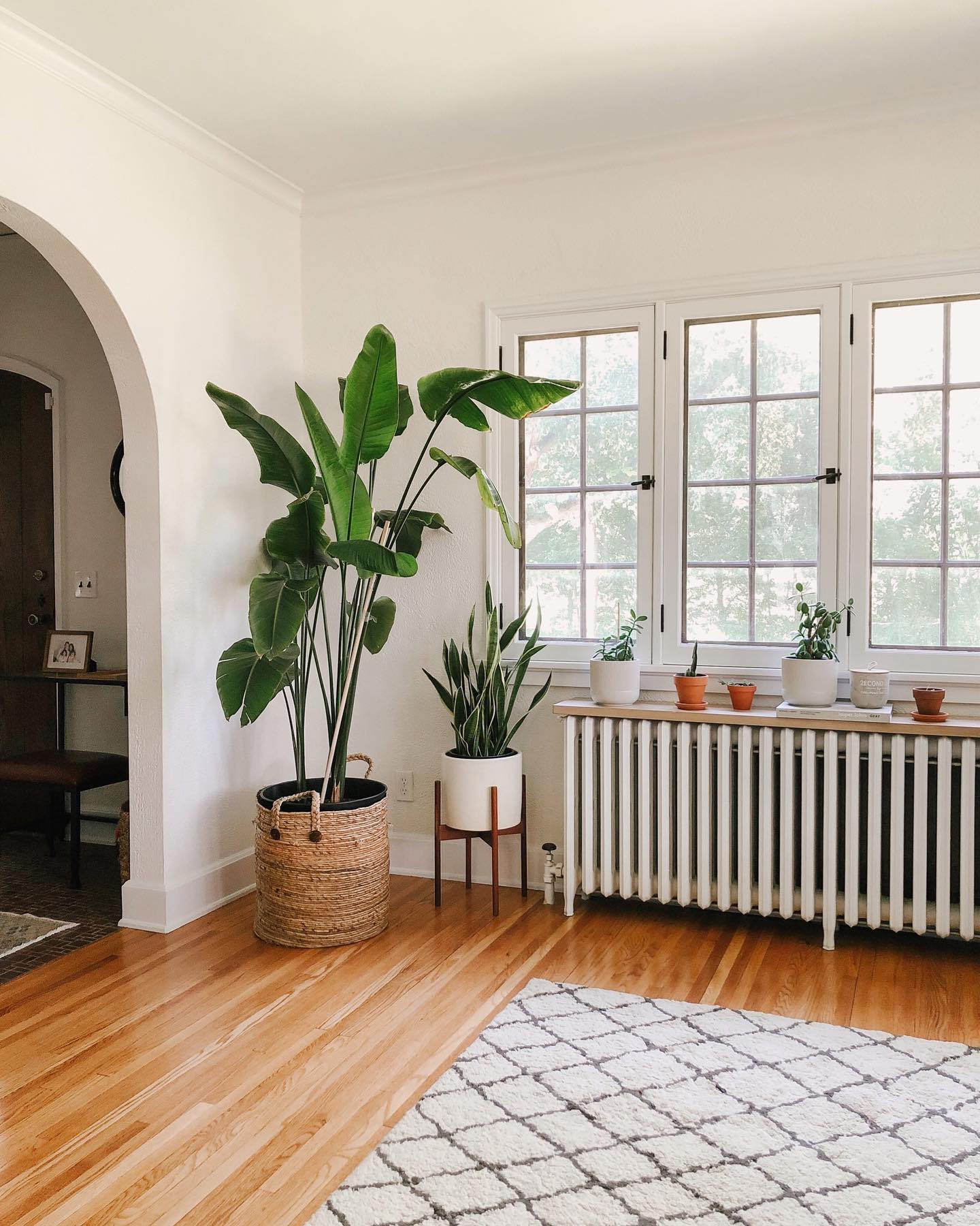 29 Gorgeous Fiddle Leaf Fig Living Room Ideas To Copy Now 13 fiddle leaf fig living room