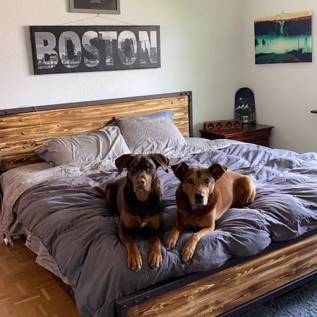 wrought iron bed bedroom