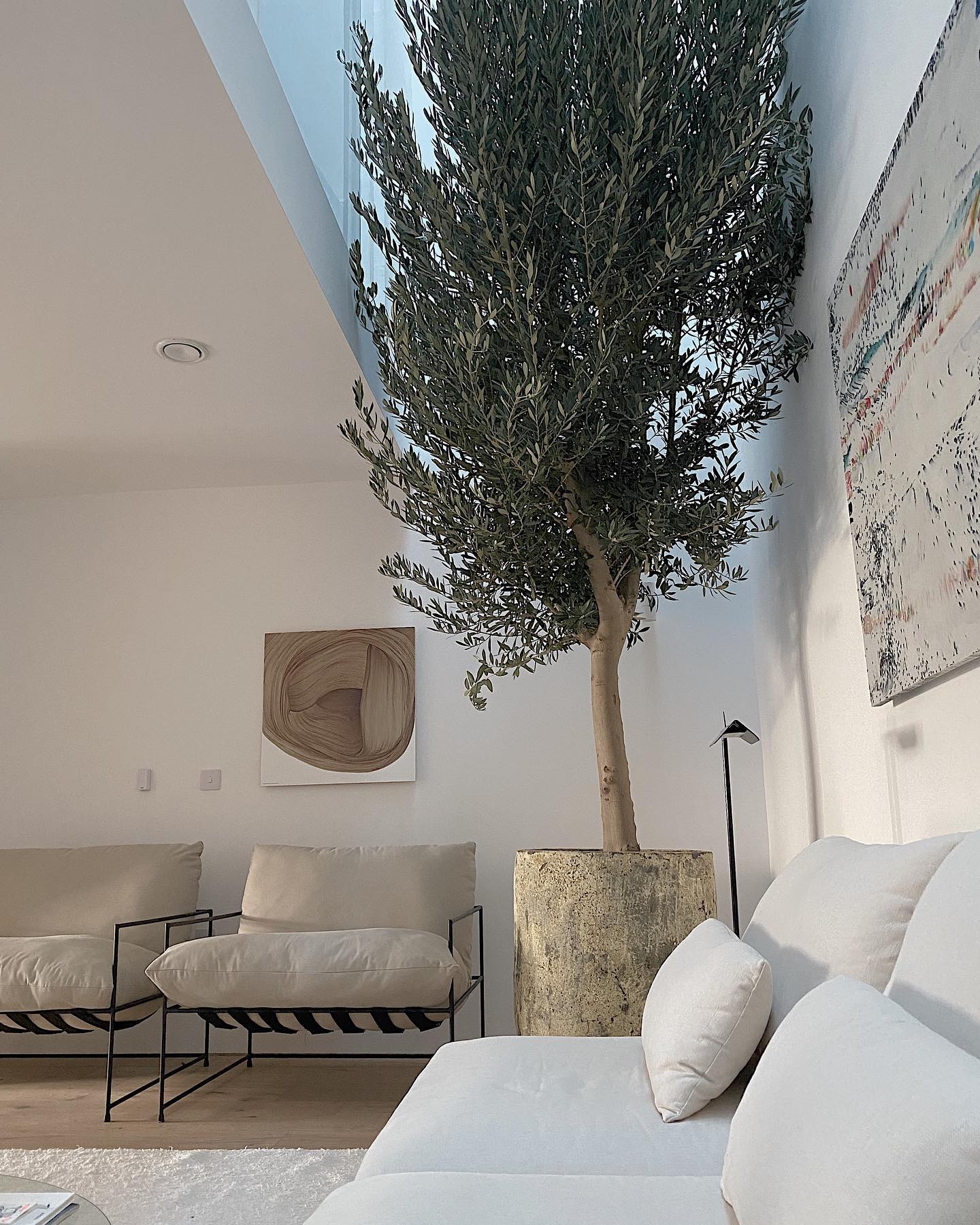 olive tree living room